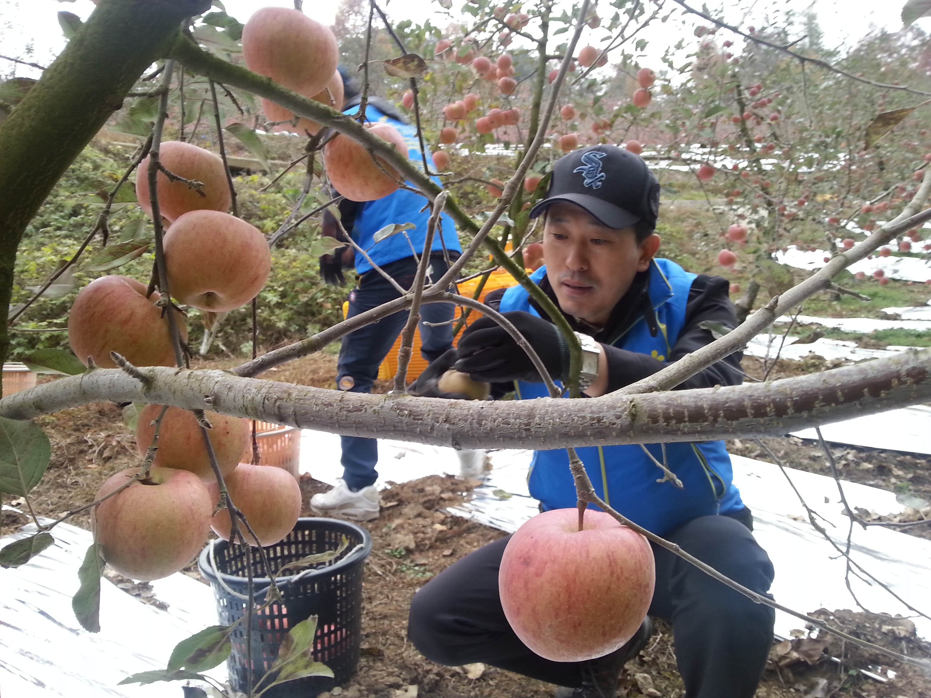 [예스경북]가을철 농총봉...